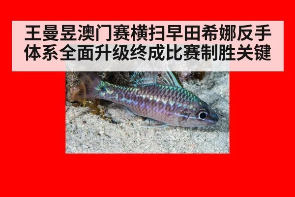 王曼昱澳门赛横扫早田希娜反手体系全面升级终成比赛制胜关键